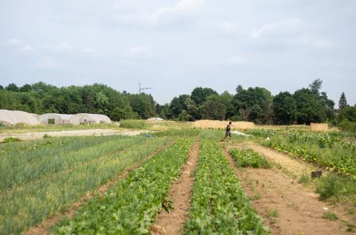Een landschapsfoto van een bioboerderij waar een boer in de verte wandelt. 