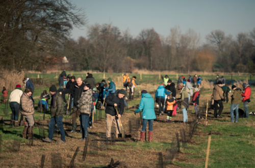 Planten van een bos