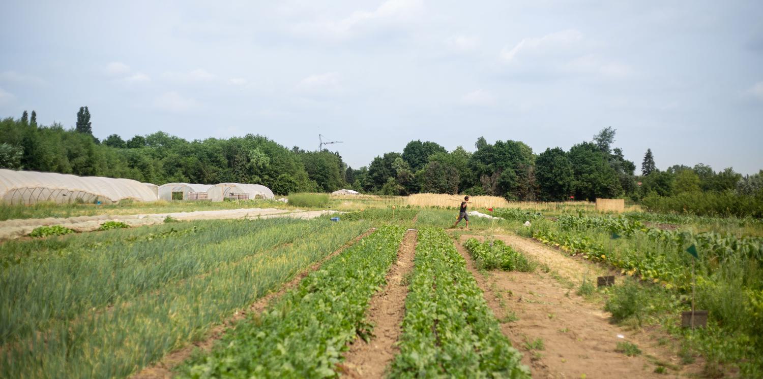Een landschapsfoto van een bioboerderij waar een boer in de verte wandelt. 